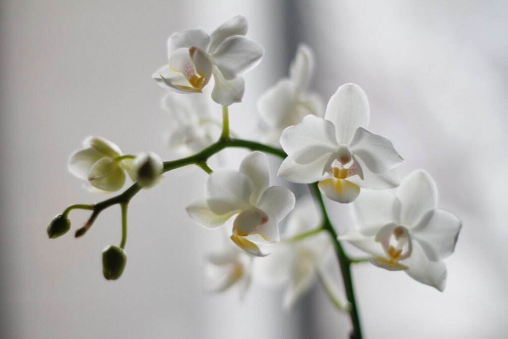 beyaz orkide, Hangi çiçek ne anlama gelir