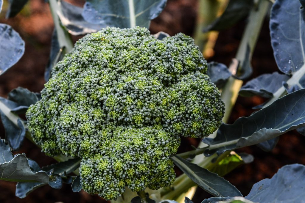 brokoli, brokoli çiçeği