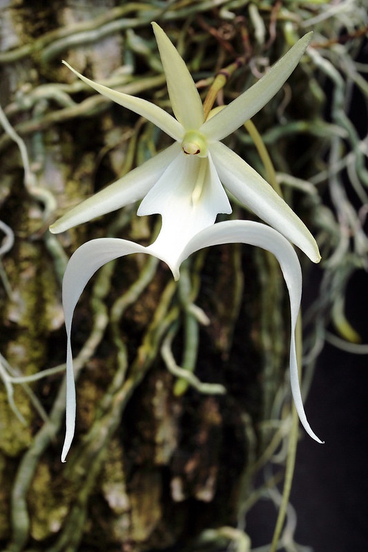 orkide, beyaz çiçek