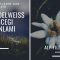 Edelweiss • Alplerin Asil Çiçeği ile Tanışın: Edelweiss çiçeği anlamı nedir?