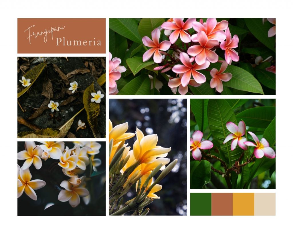 Plumeria çiçeği anlamı —  Frangipani çiçeği