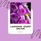 Larkspur & Delfinyum — Hezaren Çiçeği Anlamı ve Eğlenceli Gerçekler