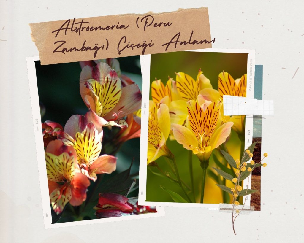 Alstroemeria (Peru Zambağı) Çiçeği Anlamı