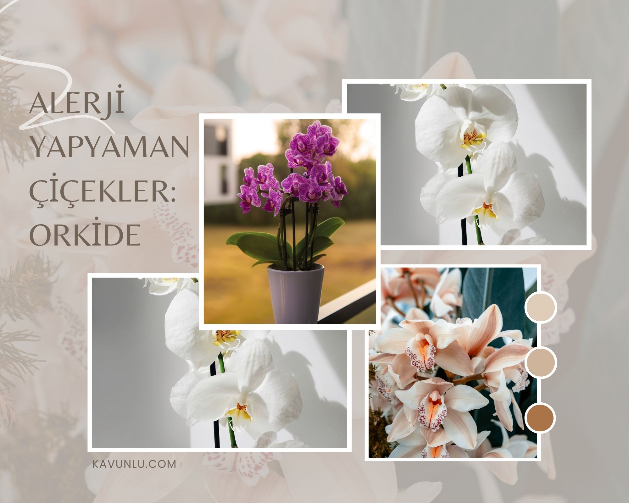 orkide, alerji dostu çiçek