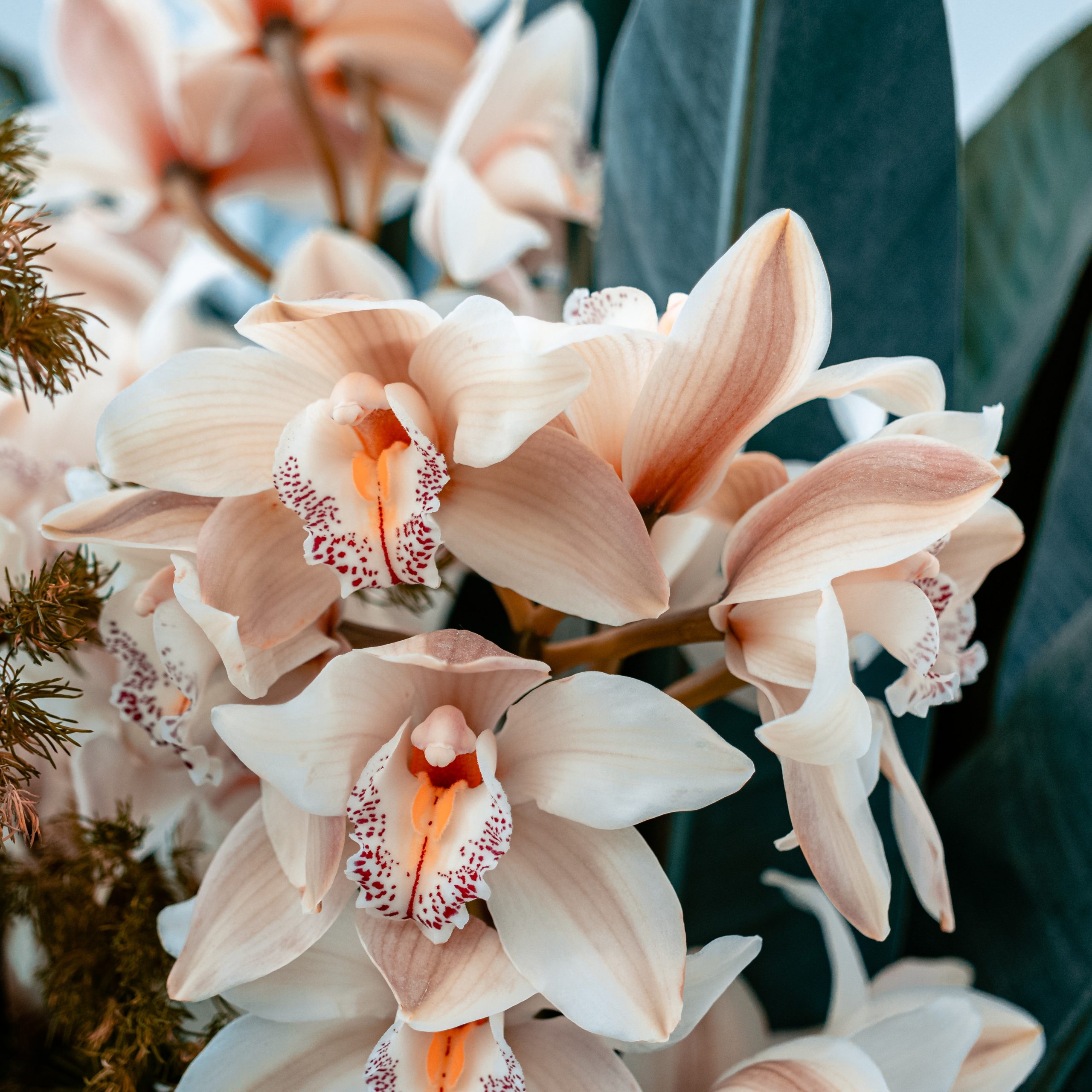 orkide, evin havasını temizleyen bitkiler